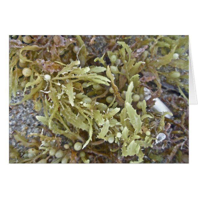Seaweed Coordinating Items (Voorkant Horizontaal)