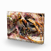 SEAWEED FOTOBLOKKEN (Rechts)