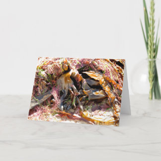 SEAWEED KAART