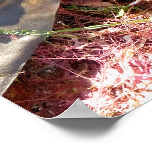 SEAWEED POSTER (Hoek)