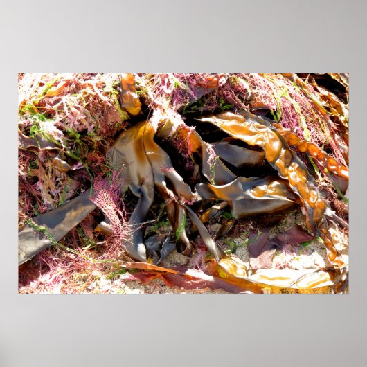 SEAWEED POSTER (Voorkant)
