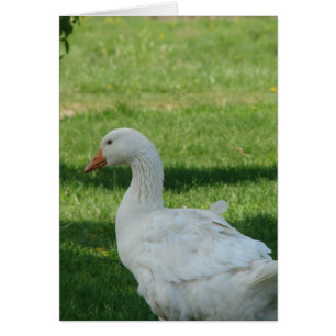 Sebastopol Goose