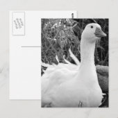 Sebastopol Goose Briefkaart (Voorkant / Achterkant)