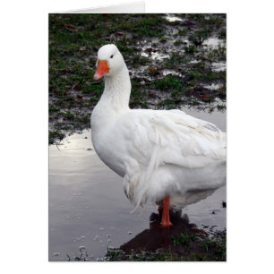 Sebbie dans une flaque