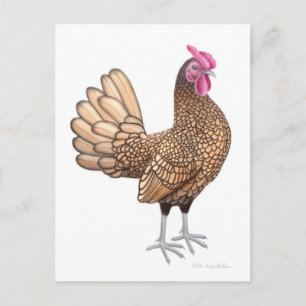 Sebright Bantam Rooster Briefkaart