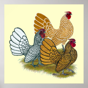 Sebright Rooster Assortation Poster