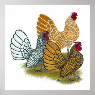 Sebright Rooster Assortation Poster