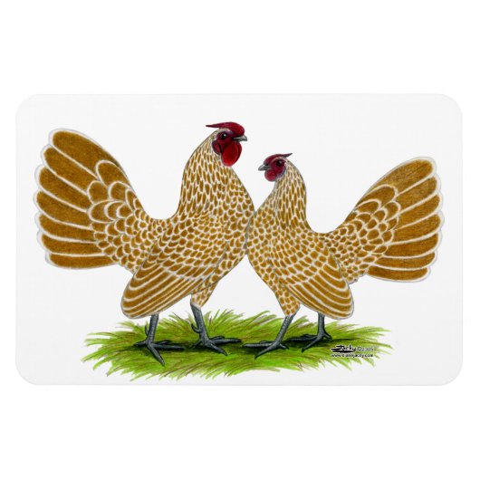 Sebrights Buff Laced Magneet (Horizontaal)