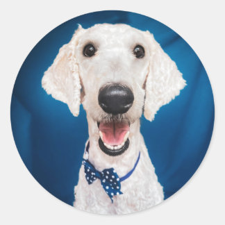 Secourir chien Poodle Classic Round Sticker