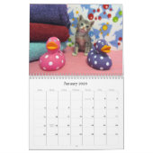 Secourir le calendrier Cat - Édition 7 (Jan 2026)