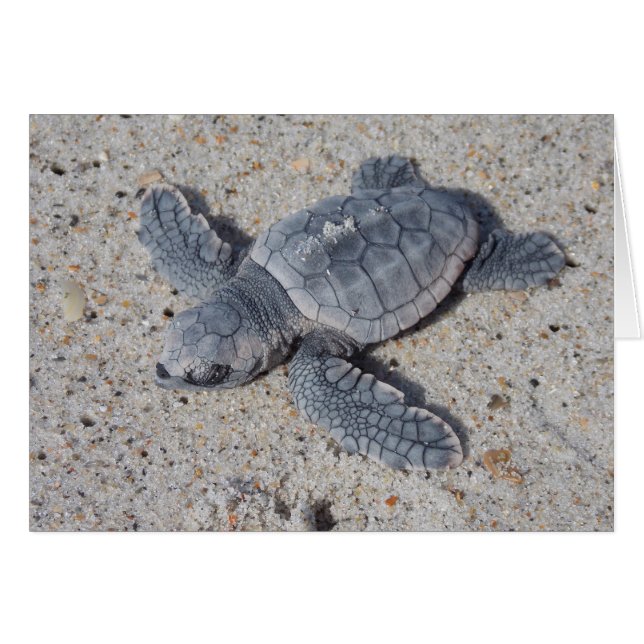 Secourt de tête de journal II (Devant horizontal)