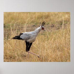 Secretaris Bird op de jacht Poster