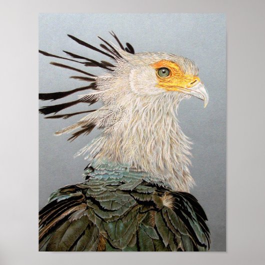 Secretarisvogel Poster (Voorkant)