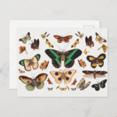  sectie-illustratie briefkaart (Voorkant / Achterkant)