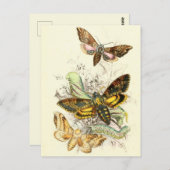  sectie-illustratie briefkaart (Voorkant / Achterkant)