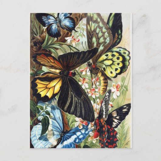 sectie-illustratie briefkaart (Voorkant)