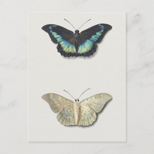  sectie-illustratie briefkaart (Voorkant)