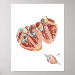 Sectie van het hart door Frank H. Netter, MD Poster