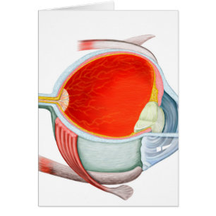 Section De L'Oeil Humain