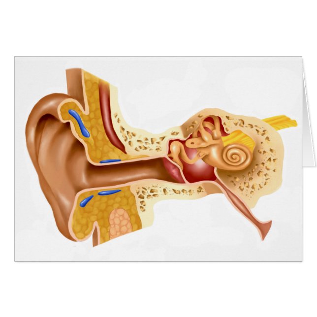 Section De L'Oreille Humaine (Devant horizontal)