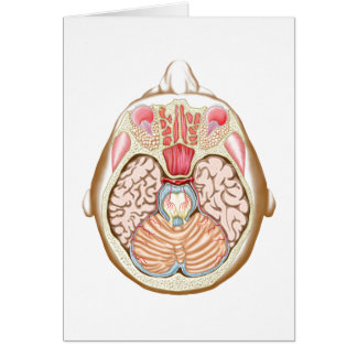 Section Transverse Du Milieu