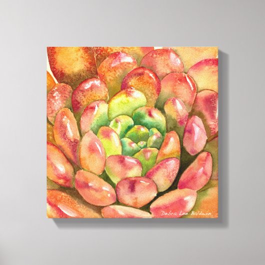 Sedeveria 'Pink Ruby' van Debra Lee Baldwin Canvas Afdruk (Voorkant)
