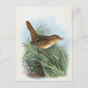 Sedge Wren Bird Illustratie Briefkaart