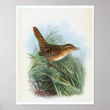 Sedge Wren  Bird Illustratie