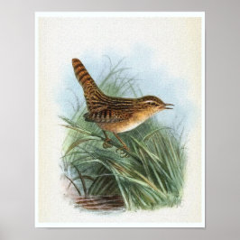 Sedge Wren  Bird Illustratie Poster