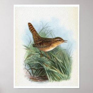 Sedge Wren  Bird Illustratie Poster