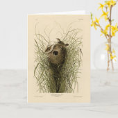 Sedge Wren van Audubon's Birds of America Kaart (Gele Bloem)