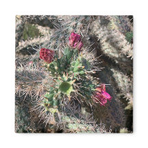 Sedona Cactus Rose Bloom Désert Magnet