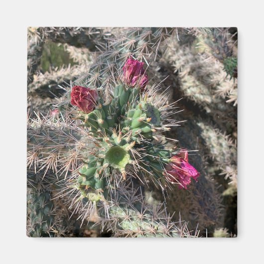 Sedona Cactus Rose Bloom Désert Magnet (Devant)