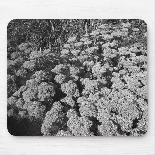 Sedum Autumn Joy (B&W) Muismat (Voorkant)