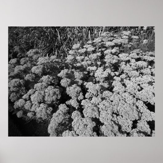 Sedum Autumn Joy (B&W) Poster (Voorkant)