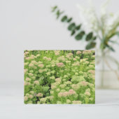 Sedum Autumn Joy Briefkaart (Staand voorkant)