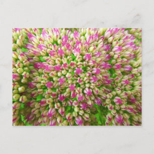 Sedum Autumn Joy Briefkaart