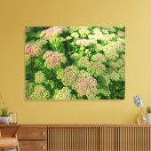 Sedum Autumn Joy Canvas Afdruk (Insitu (Woonkamer))