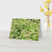 Sedum Autumn Joy Kaart (Gele Bloem)