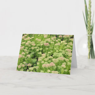 Sedum Autumn Joy Kaart