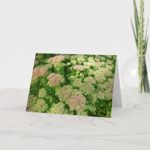 Sedum Autumn Joy Kaart