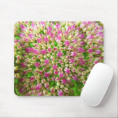 Sedum Autumn Joy Muismat (Met muis)