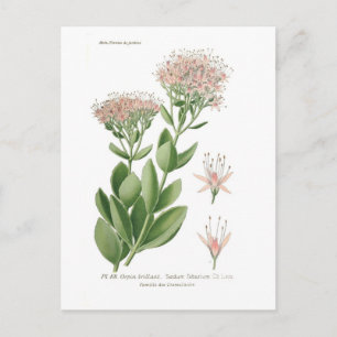 Sedum fabarium briefkaart