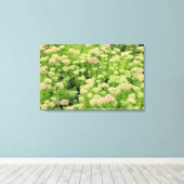Sedum (herfst Joy) Canvas Afdruk (Insitu (Houten vloer))