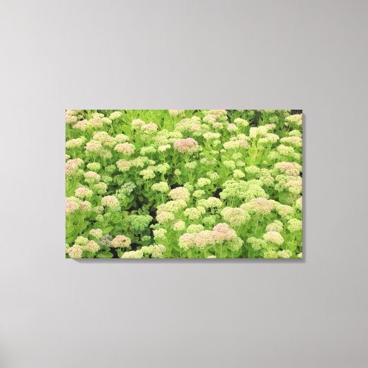 Sedum (herfst Joy) Canvas Afdruk (Voorkant)