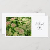 Sedum "Joie d'automne" - Merci (Devant / Derrière)