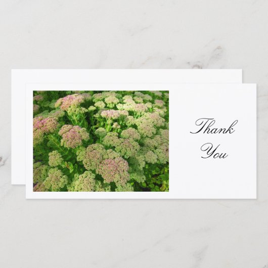 Sedum "Joie d'automne" - Merci (Devant / Derrière)