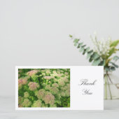 Sedum "Joie d'automne" - Merci (Debout devant)