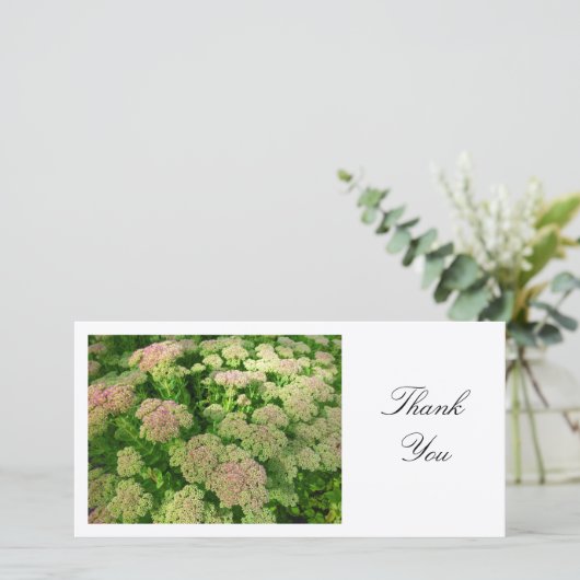 Sedum "Joie d'automne" - Merci (Debout devant)