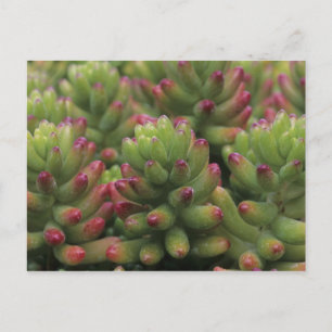 Sedum plant, Arizona-Sonora Desert Museum Briefkaart